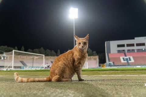 Football. FIFA World Cup Qualifiers. Malta - Poland. 17.11.2025