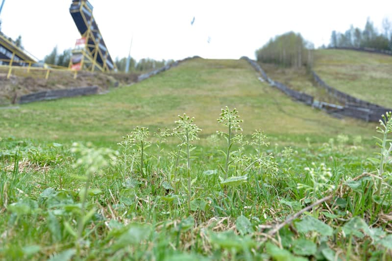 Ski Jumping. Certak Complex. Day 1. 21.04.2025