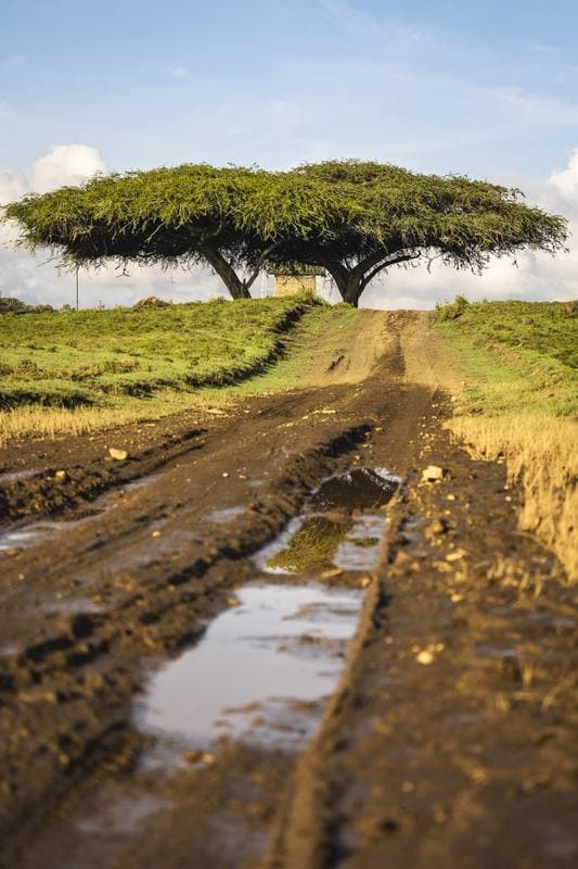 Motorsport. WRC. Safari Rally Kenya. 12.03.2026