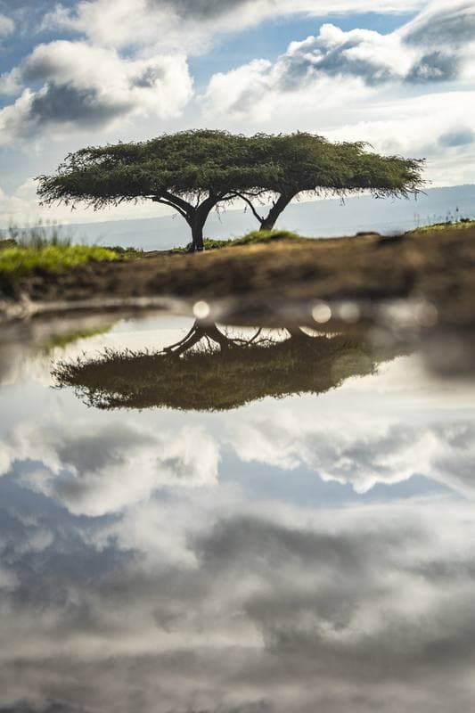 Motorsport. WRC. Safari Rally Kenya. 12.03.2026