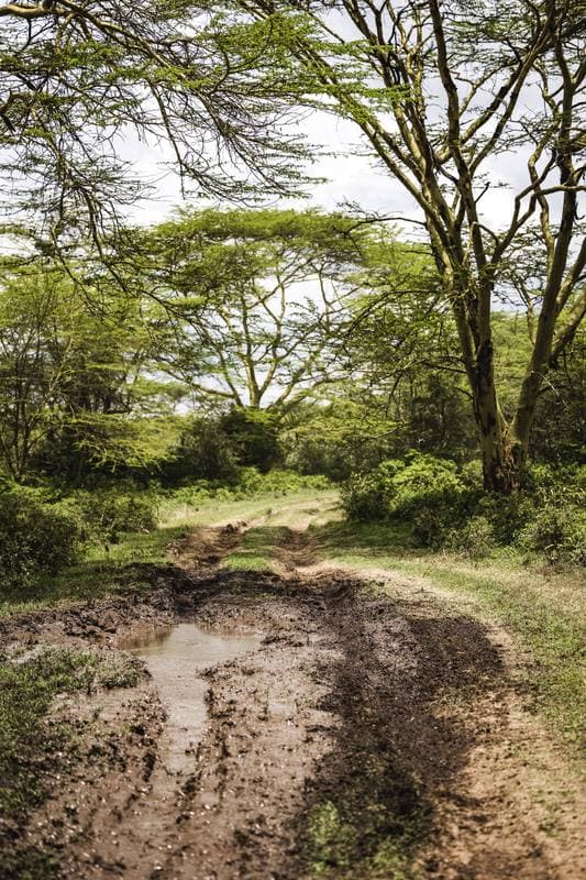 Motorsport. WRC. Safari Rally Kenya. 12.03.2026