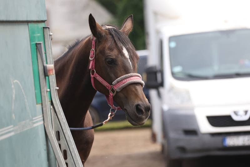 Equestrian. Polish Amateur Equestrian Championships. Day 1. 08.08.2025